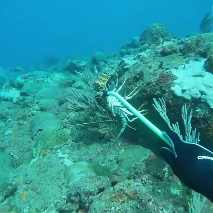 @Chill Diving