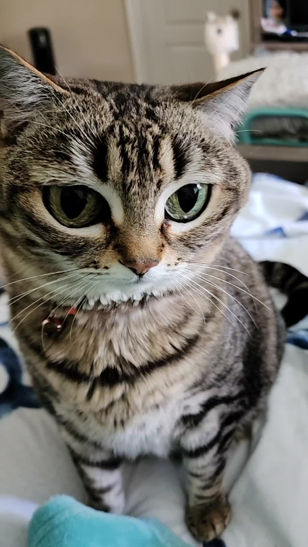 @Catosaurus Rawr 🦖😼