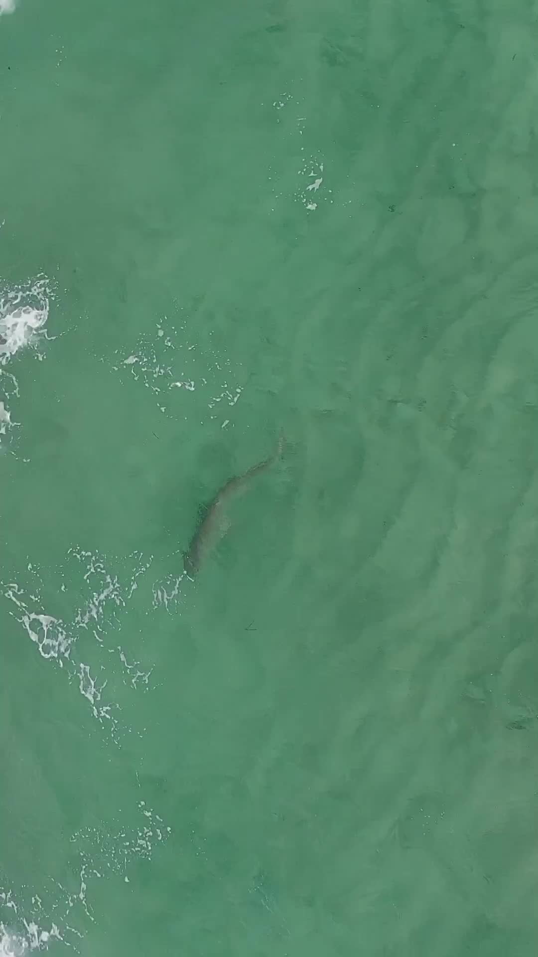 @Dronesharkapp