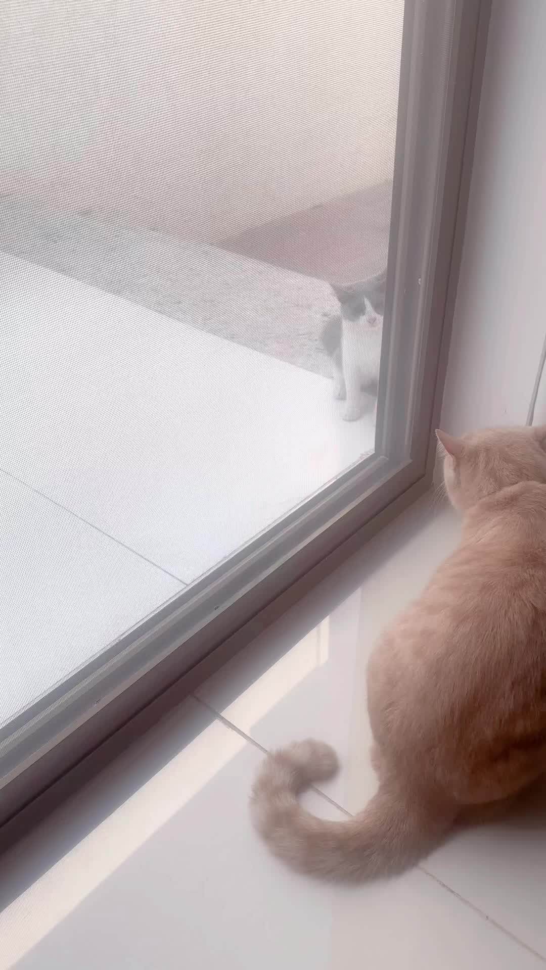 @Gandalf the Cat
