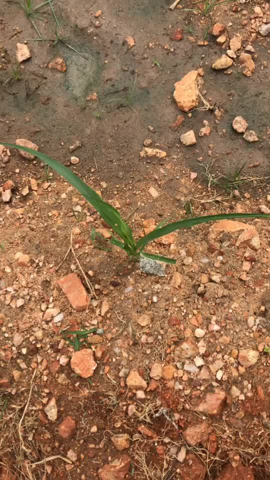 @Bramhanapalli sreehari143