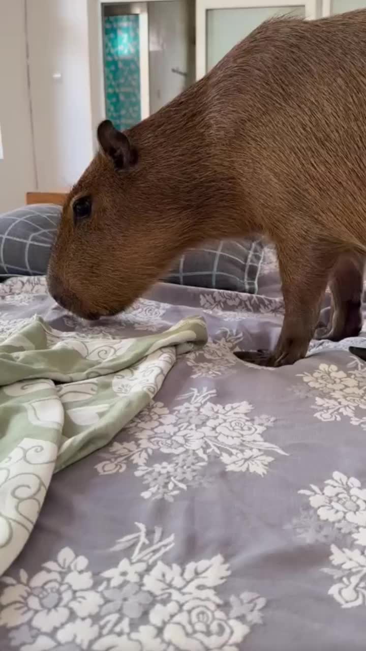@CaPyBaRa