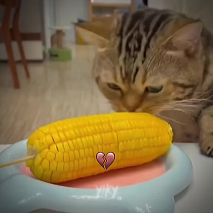@ultra_pedik☑️