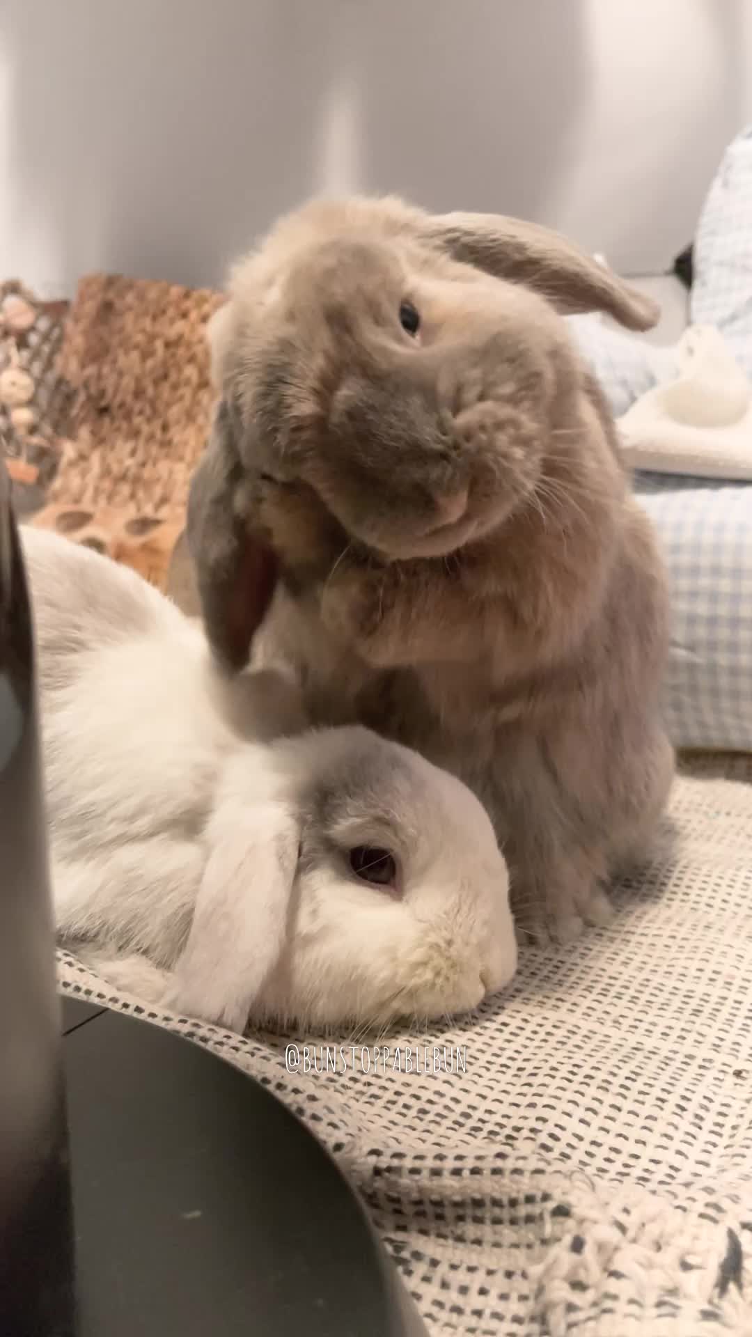 @BunBun, Mochi🌈, Chewy