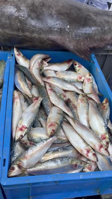@fish mart@007