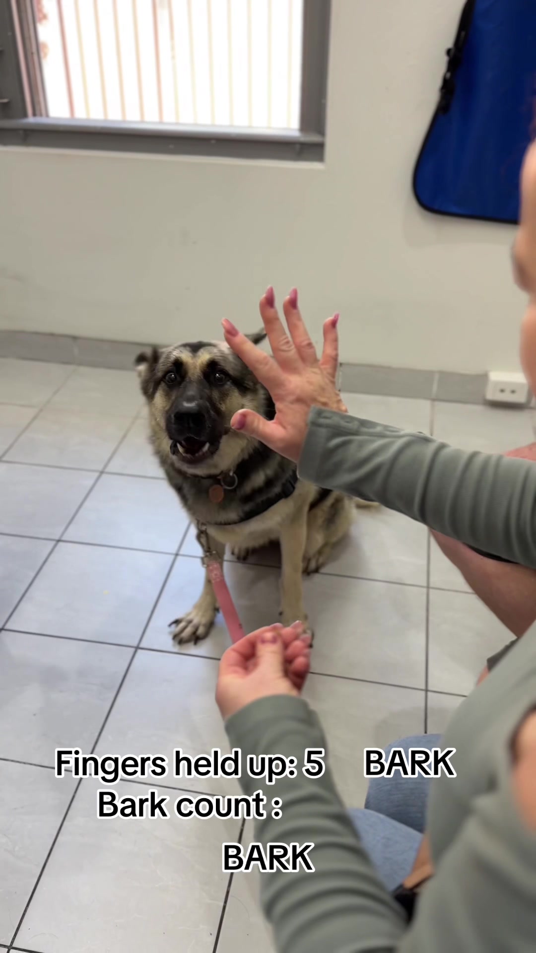 @Vets for Pets