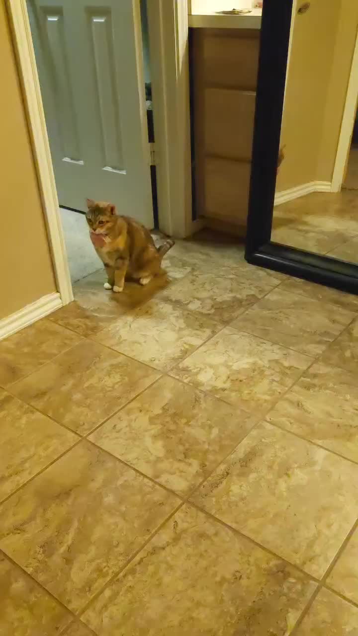 @crazycatcrew
