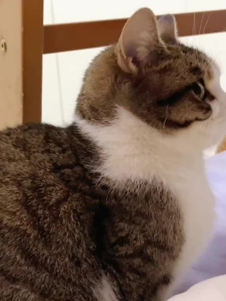 @Lin