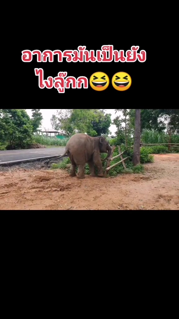 @aoraeeFcMooming🐘❤️