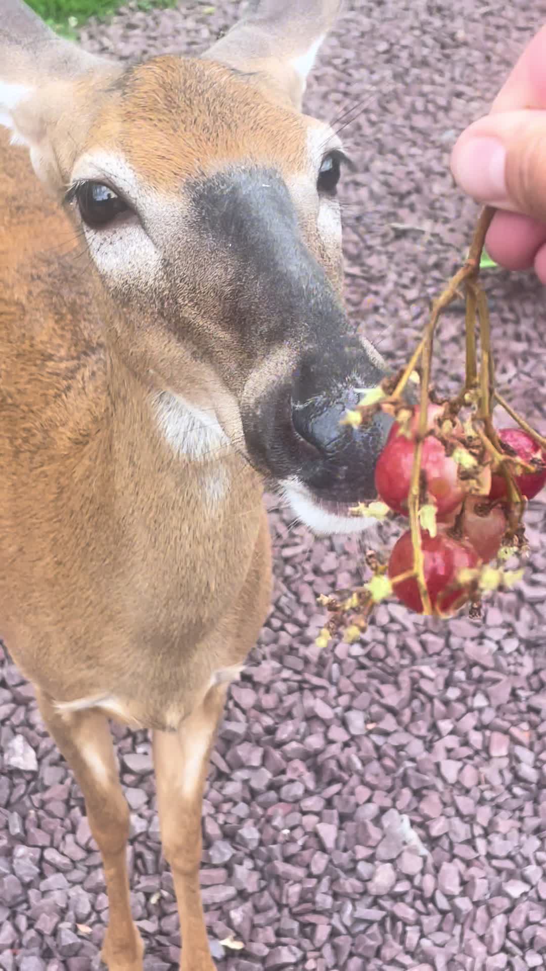 @Anita 🦌🌳