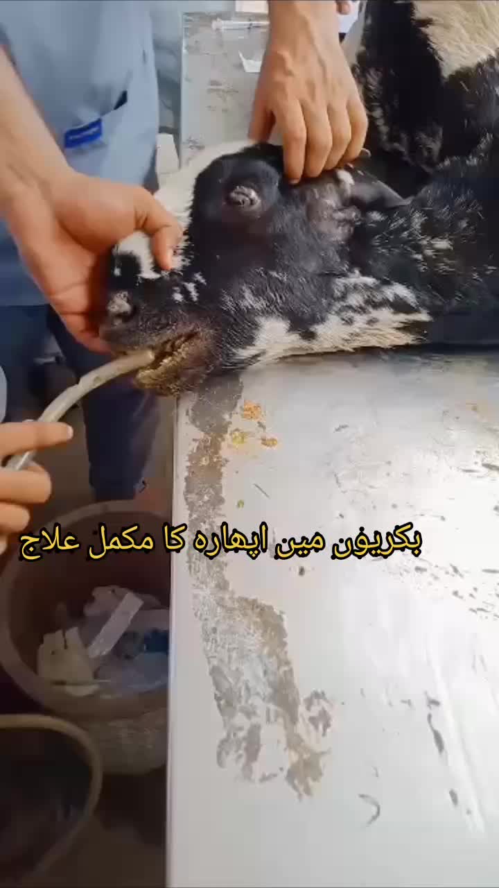 @Dr Abdullah