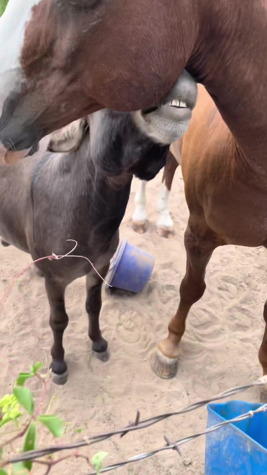 @DonkeyDaily