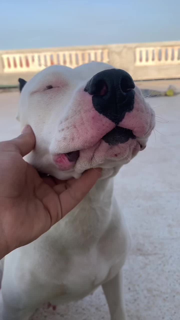 @DOGO ARGENTINO R.A.S🇦🇷🔥