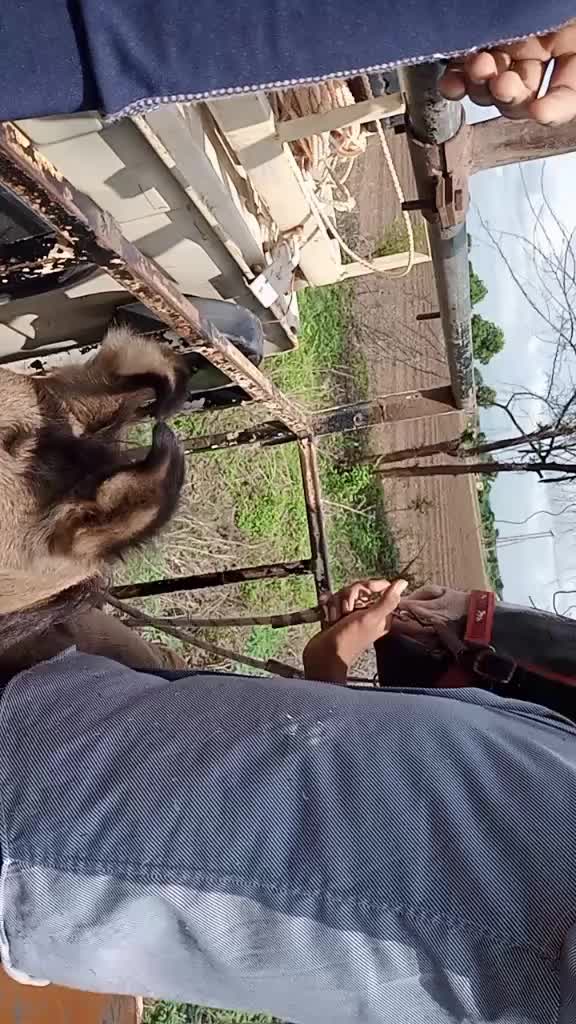 @🐴🐎નટખટ અષવાર 😉😁