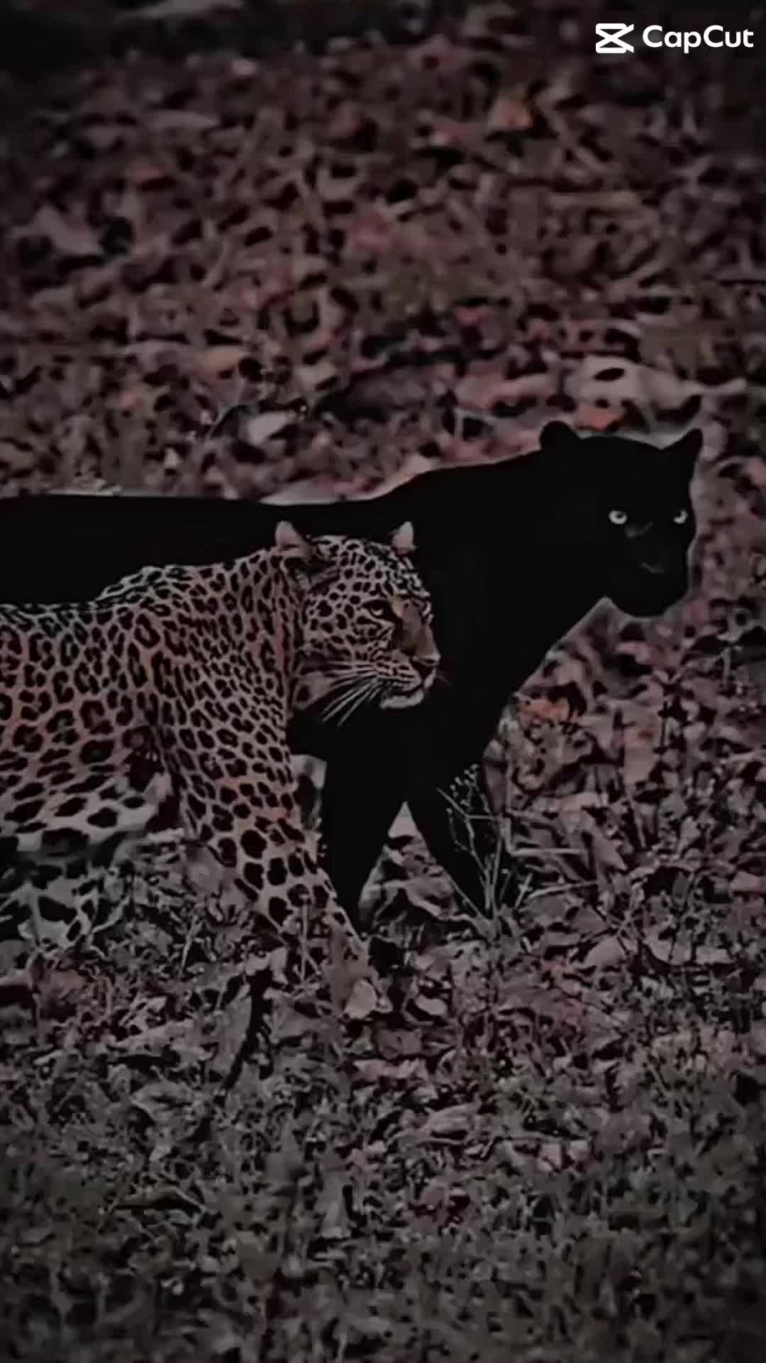 @ⓥⓘⓢⓗⓐⓛ