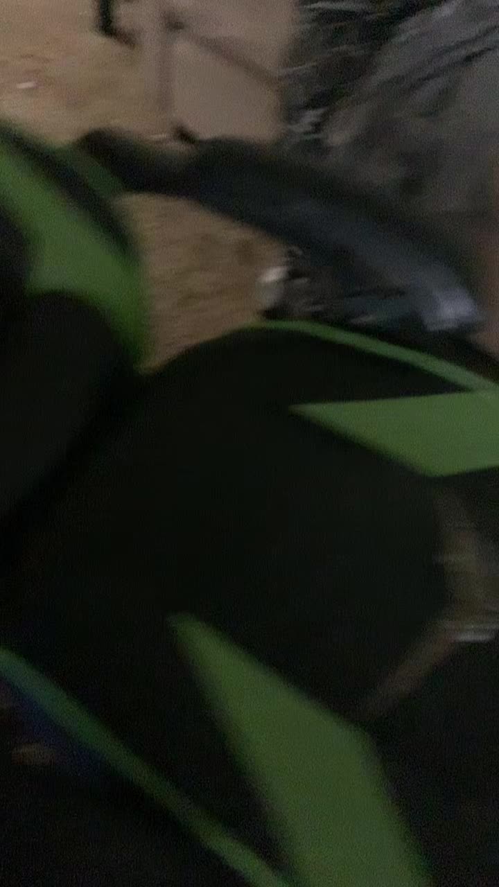 @thepepsicrew
