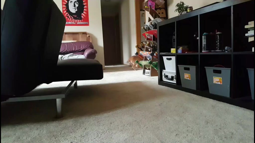 @vaguely.coonhounds