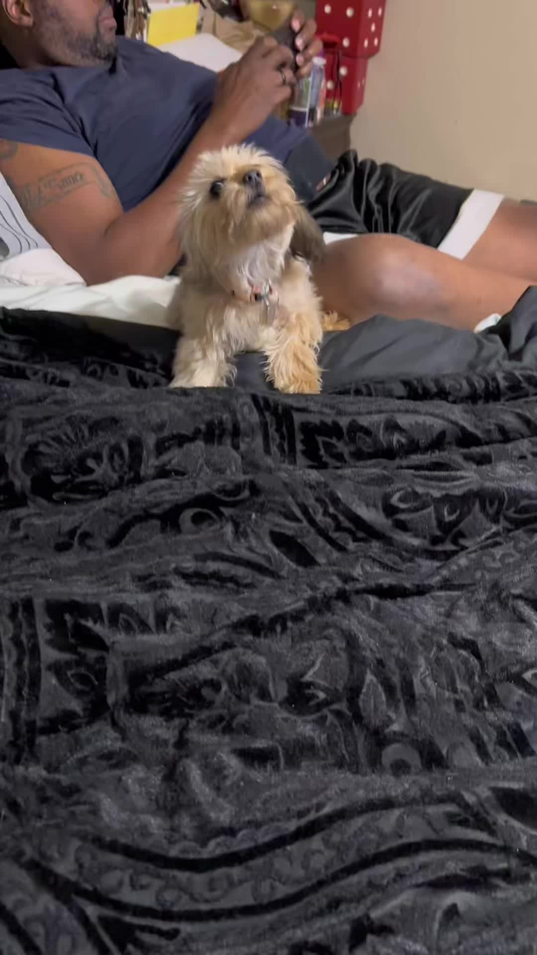 @🍯 🦖 🔥 dogmoneyhunnay 🥋 🚒