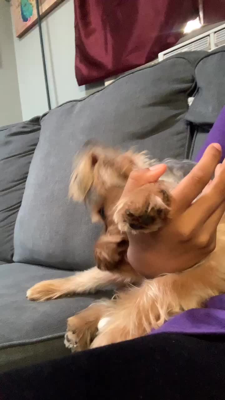 @tedtheyorkie