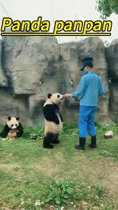 @Many pandas