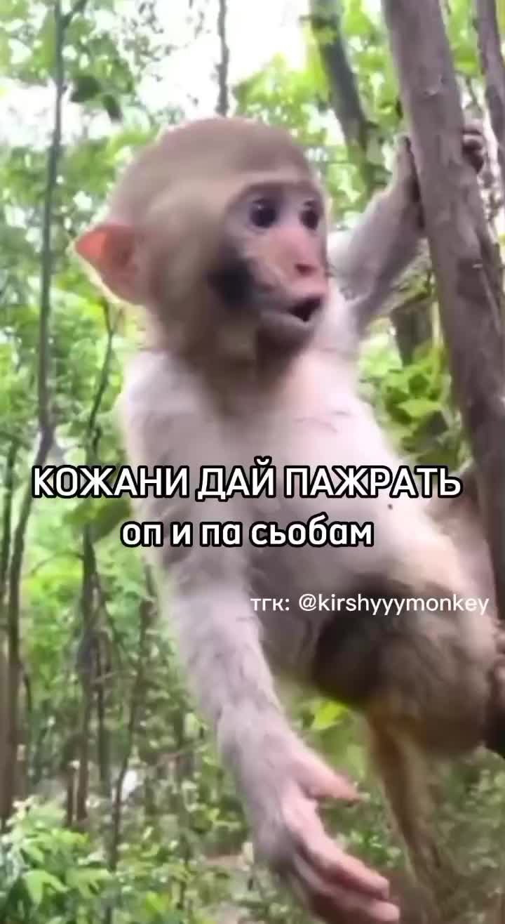 @🍌Киршу Монке🍌