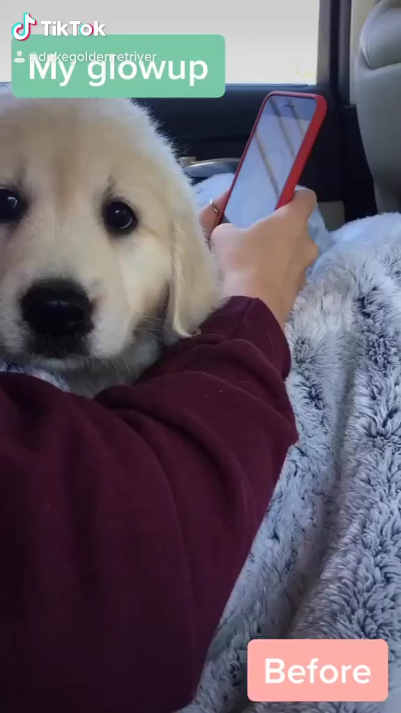 @I’m a dog