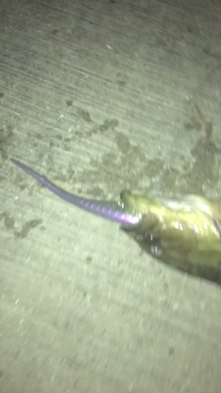 @Salty_dawg727