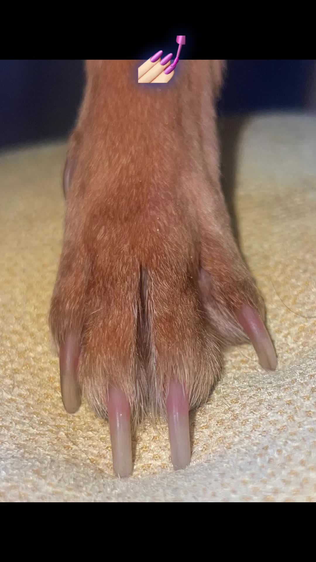 @Bonnies Grooming Llc
