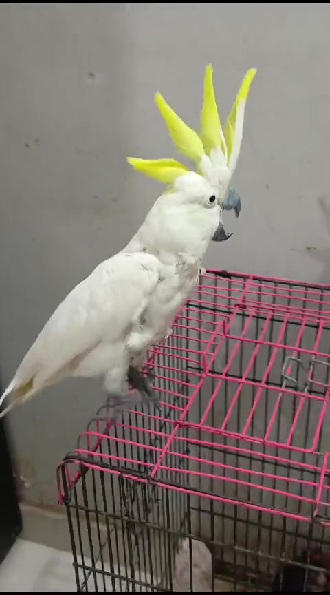 @Mehtab's Pet