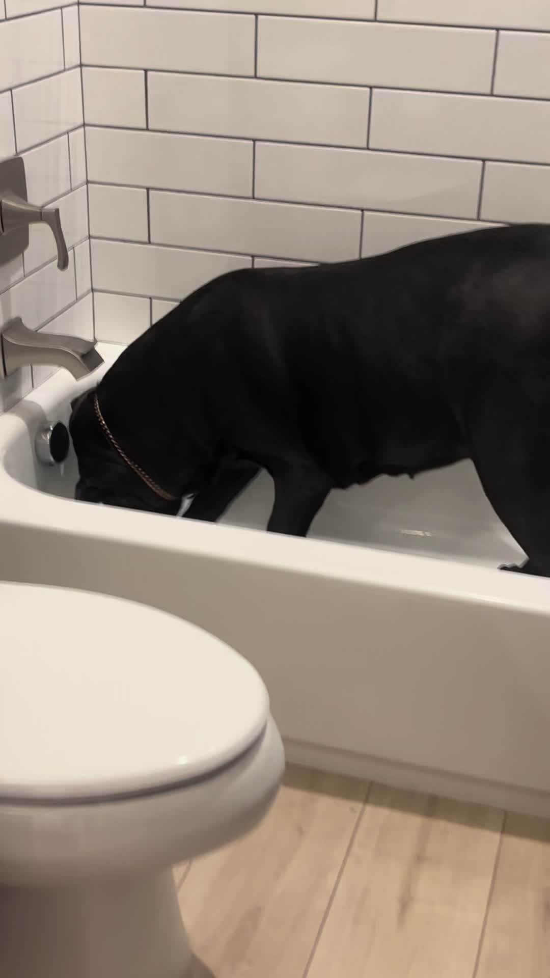 @Phoenician Cane Corso Stormi