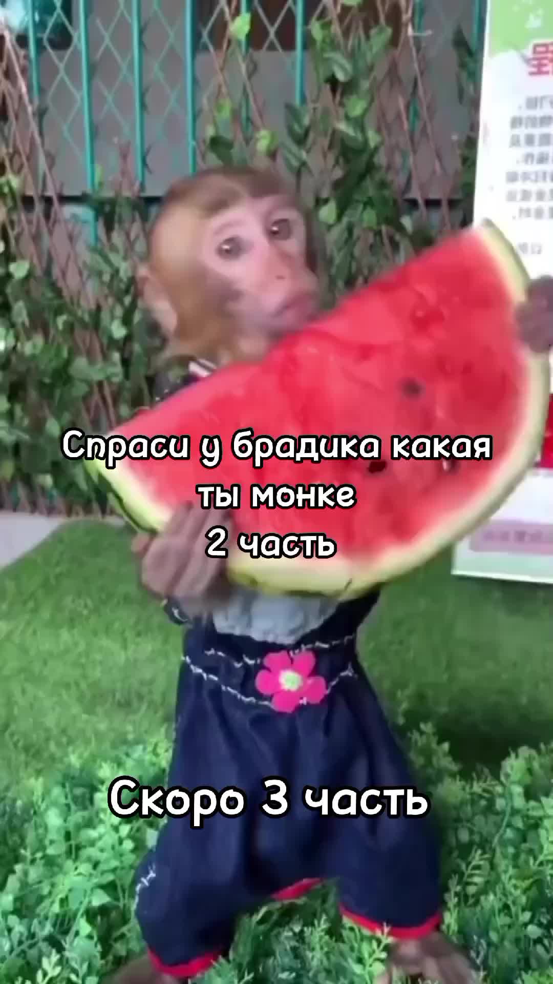@🍌Киршу Монке🍌