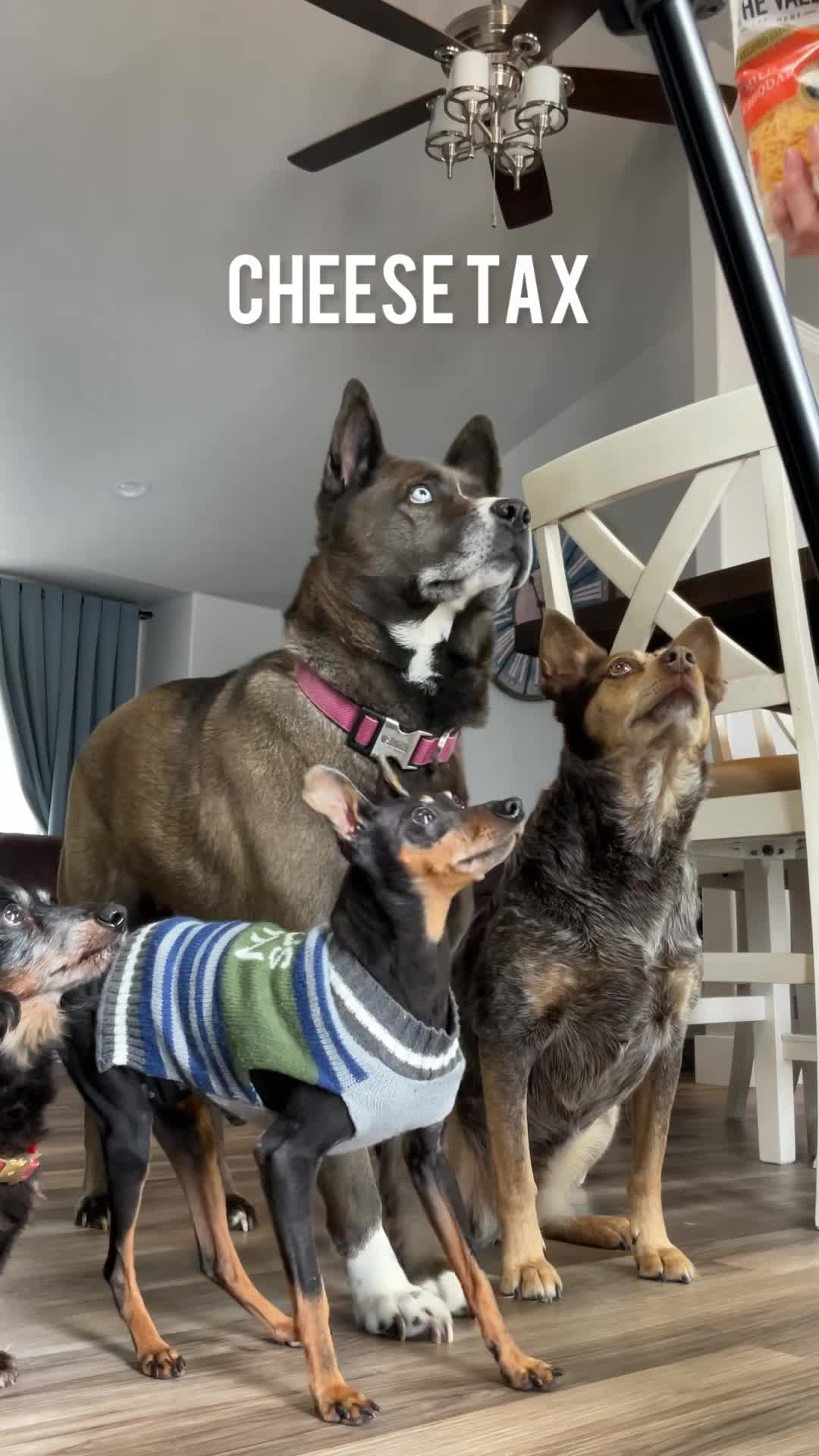 @The_life_of_chiko!