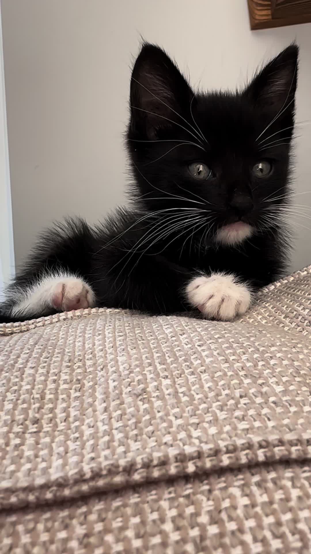 @bffs | brie’s feline friends