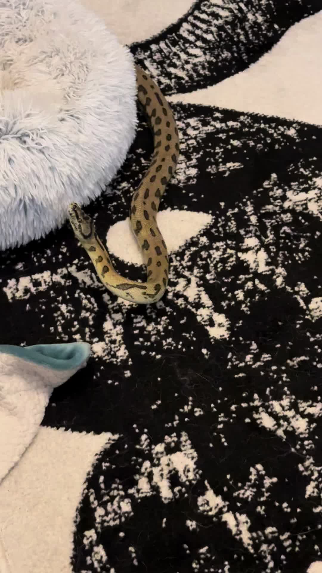 @carpe.diem.serpents