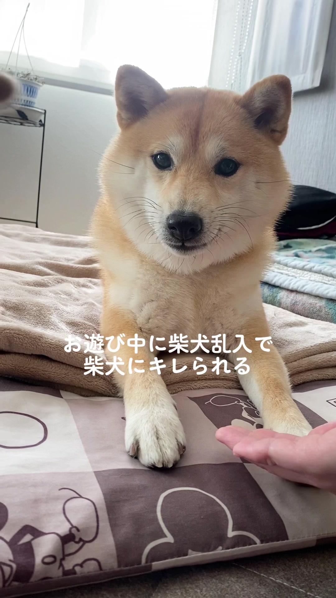 @こむぎといなり