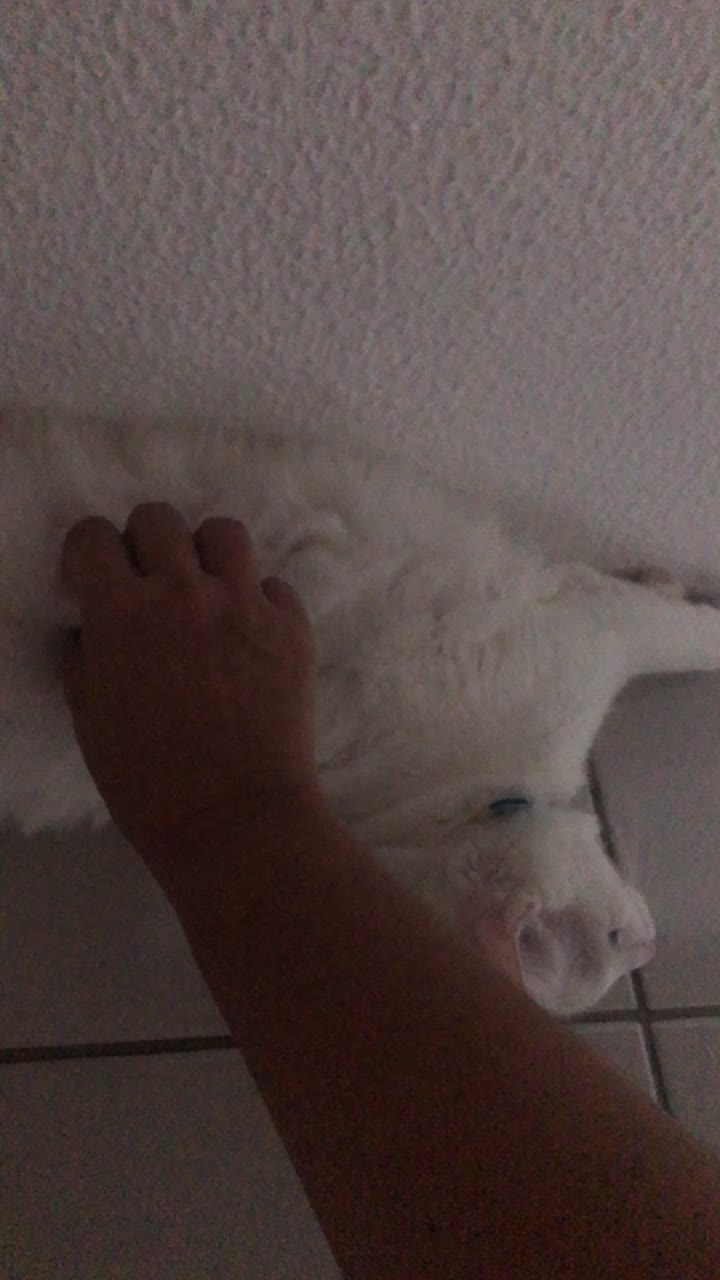 @🐱Cats🐱