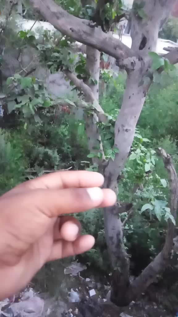 @Tik Toker
