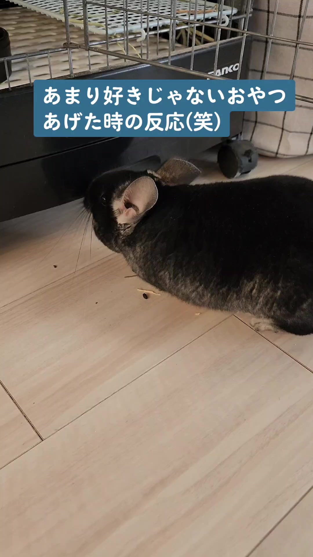 @チンチラプー子