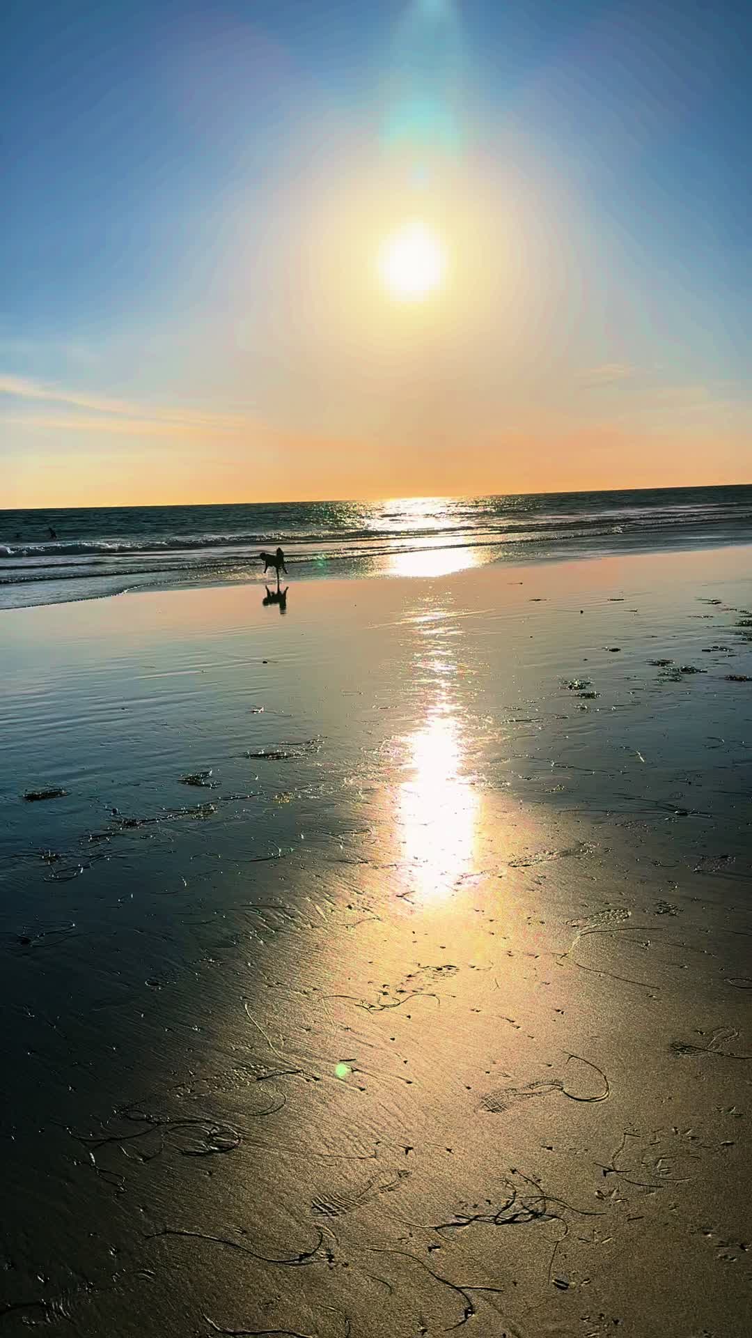 @Bernedoodlemama