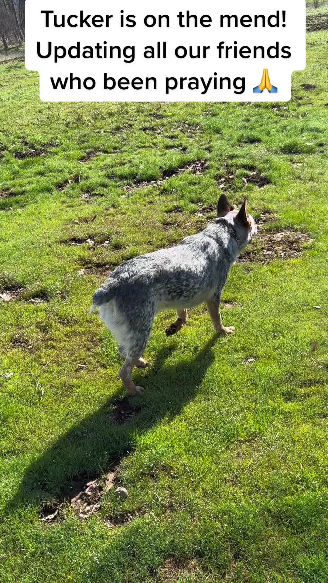 @Tucker&ensp;the&ensp;&lsquo;BLUE&ensp;HEELER&rsquo;