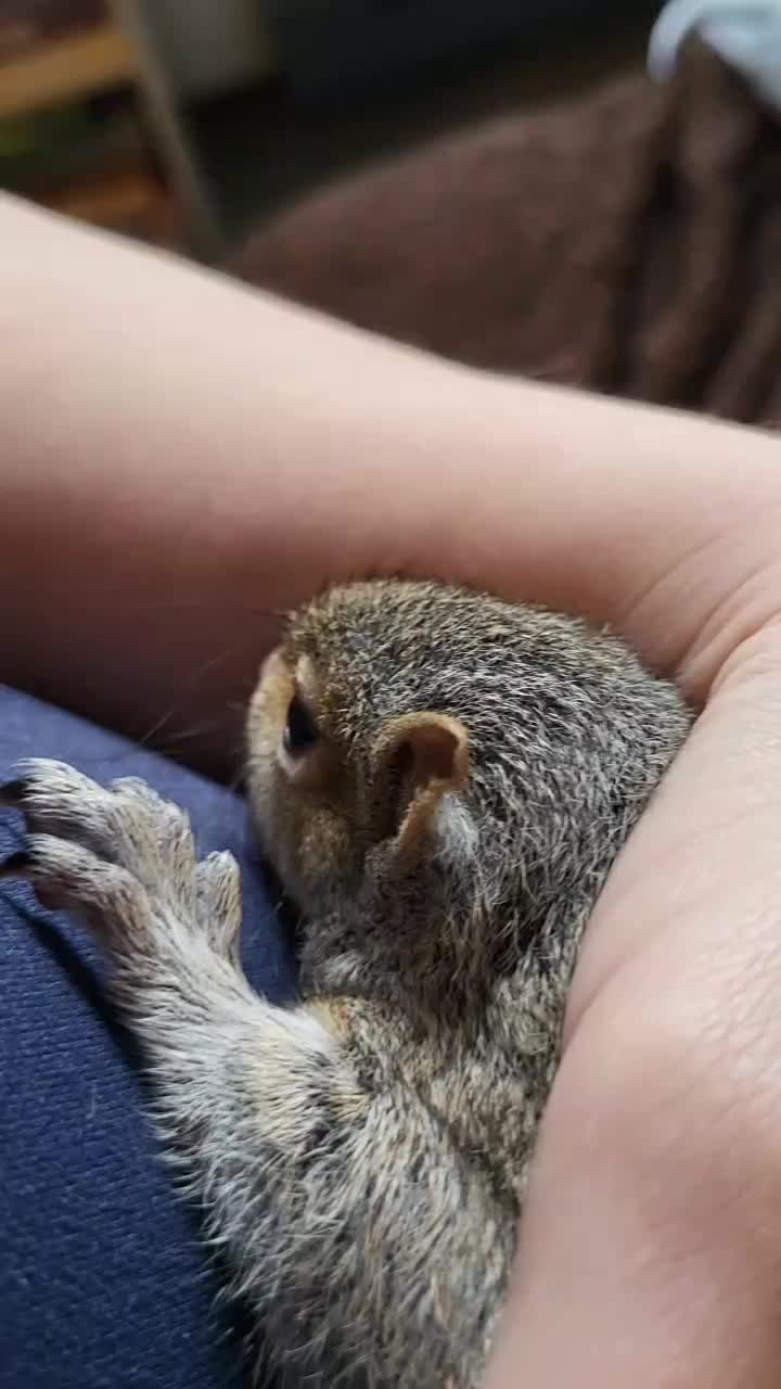 @ZippyTheRescueSquirrel