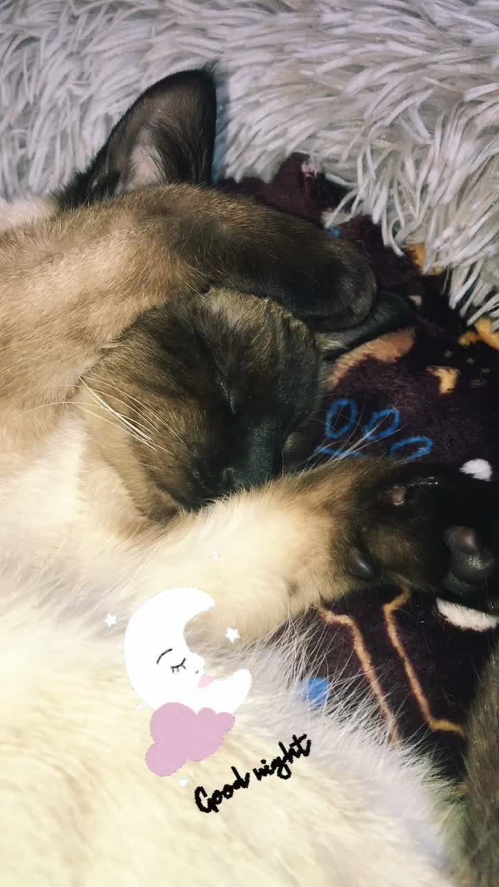 @miura_cat_and_friends