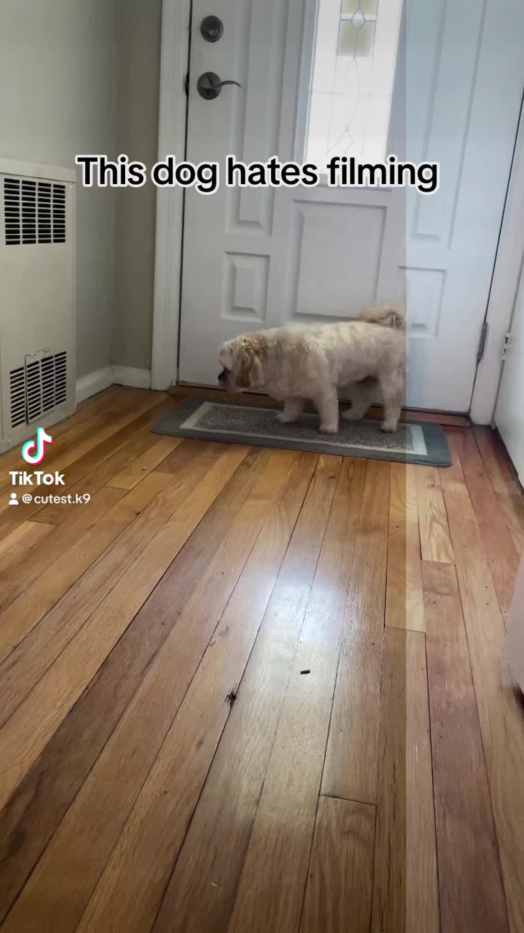@Cutest K9