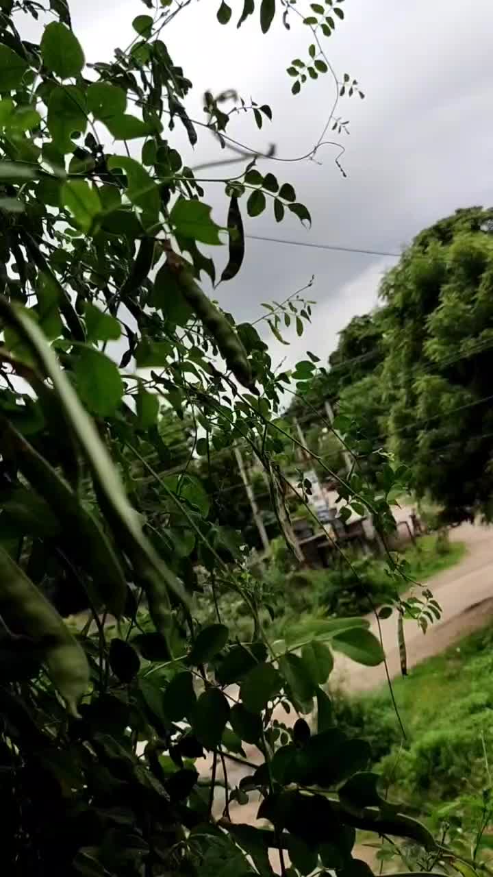 @Mani.. Koleti