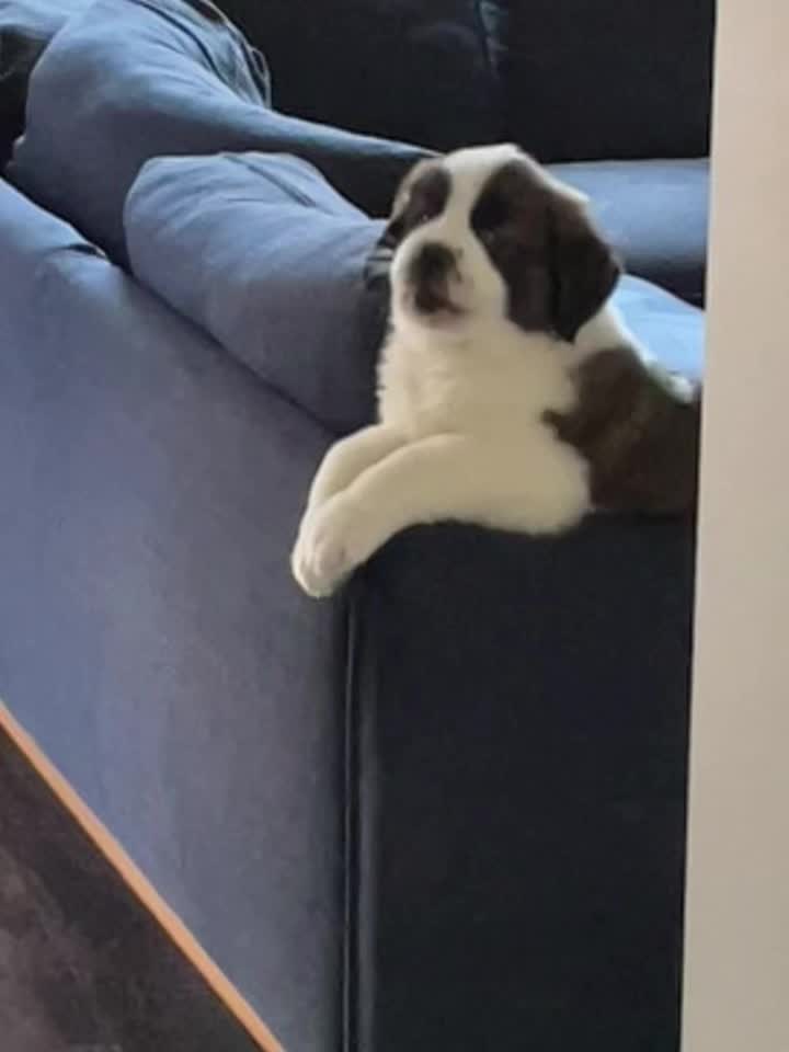 @TheCuriousStBernard
