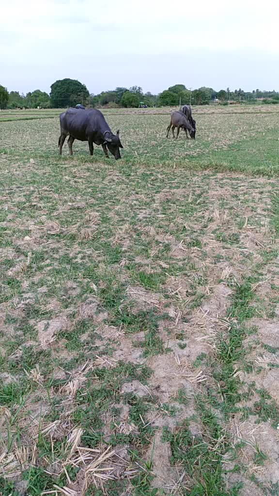 @venu paride