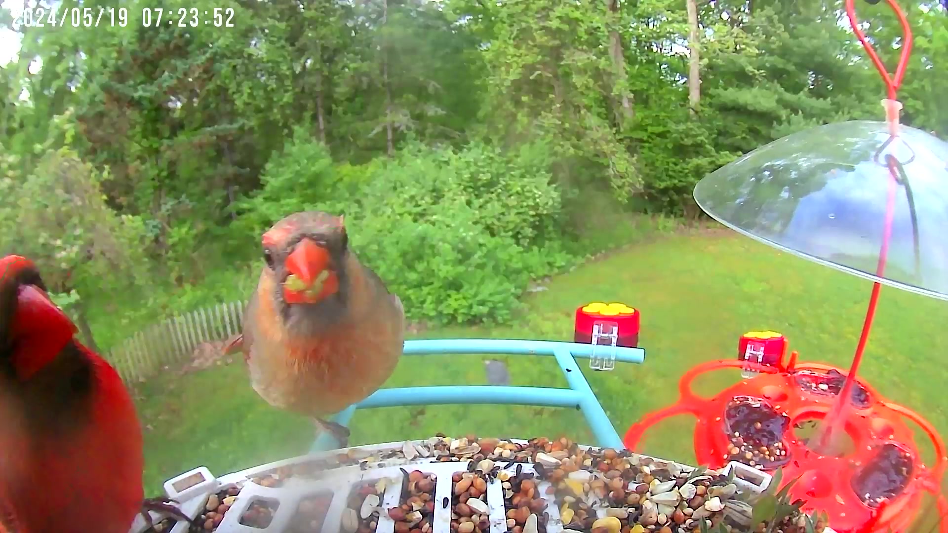 @Bird feeder Cam