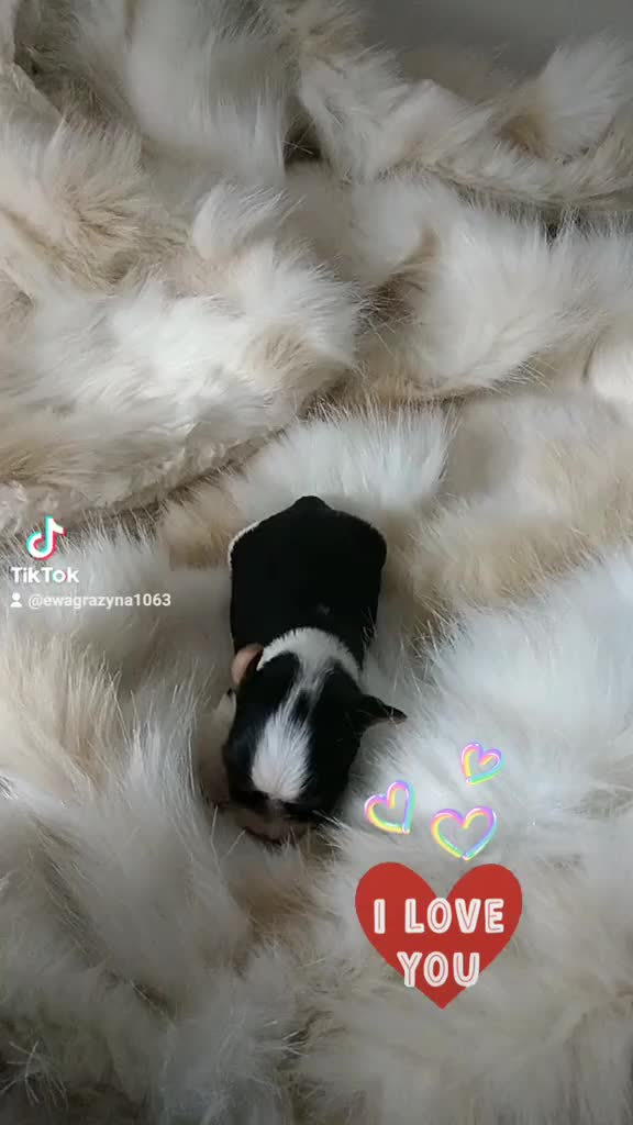 @Biewer Terrier World