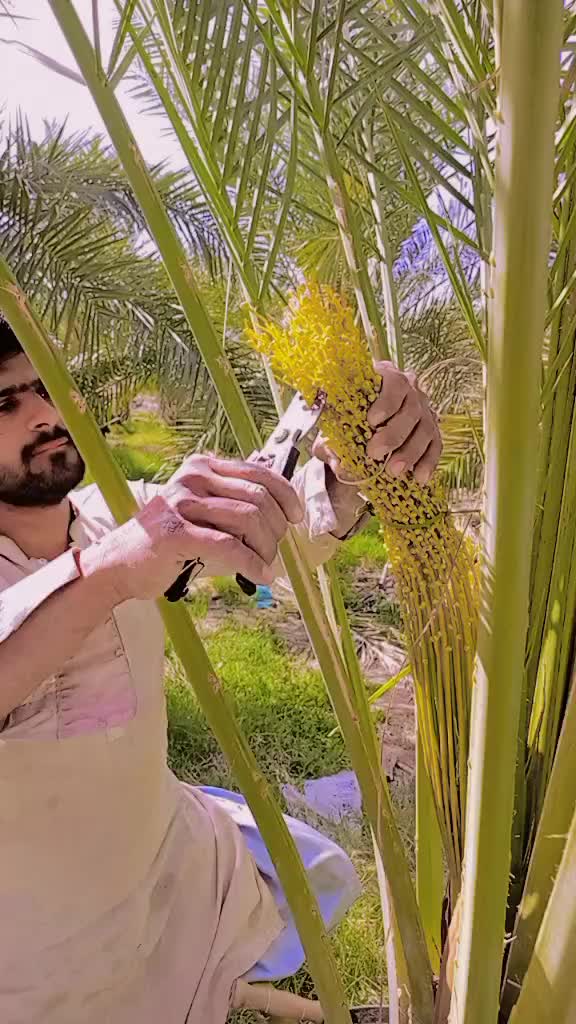 @umar