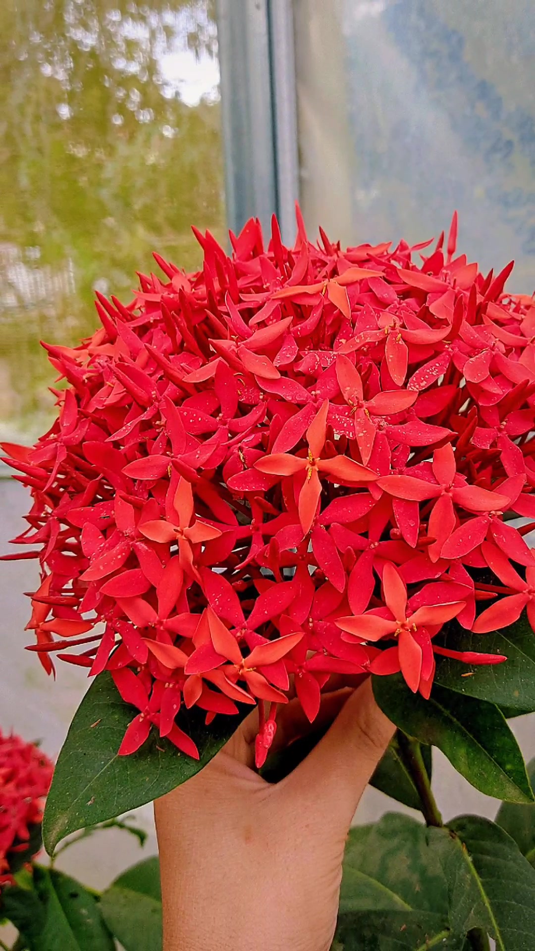 @Vườn nh&agrave; Tuyết